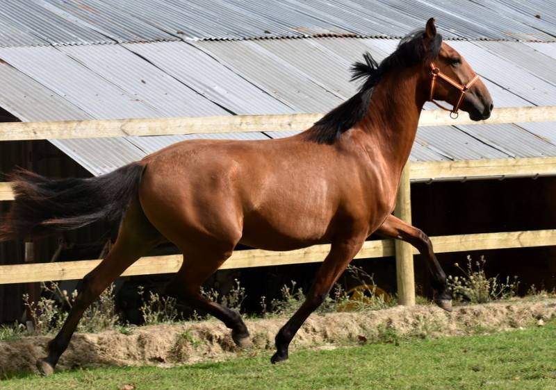 Caballo castrado PRE Pura Raza Espa&ntilde;ola En venta 2024 Bayo por Botero LH