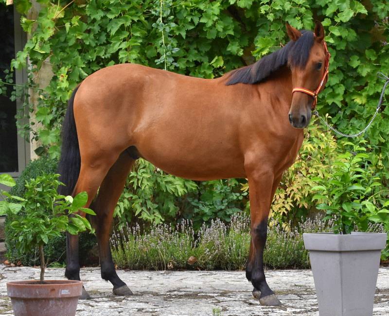 Caballo castrado PRE Pura Raza Espa&ntilde;ola En venta 2024 Bayo por Botero LH