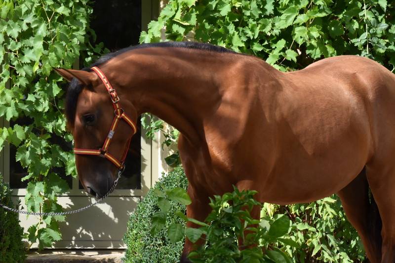 Caballo castrado PRE Pura Raza Espa&ntilde;ola En venta 2024 Bayo por Botero LH