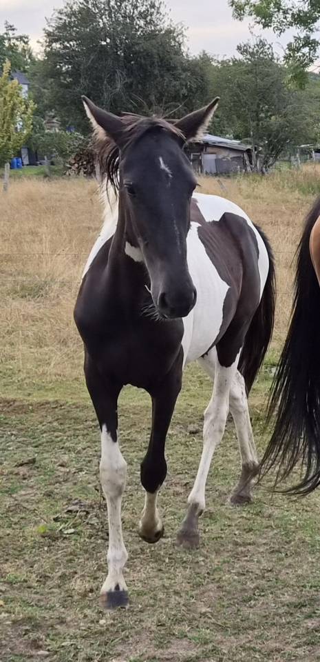 Potranca Origen No Constatado En venta 2025 P&iacute;o