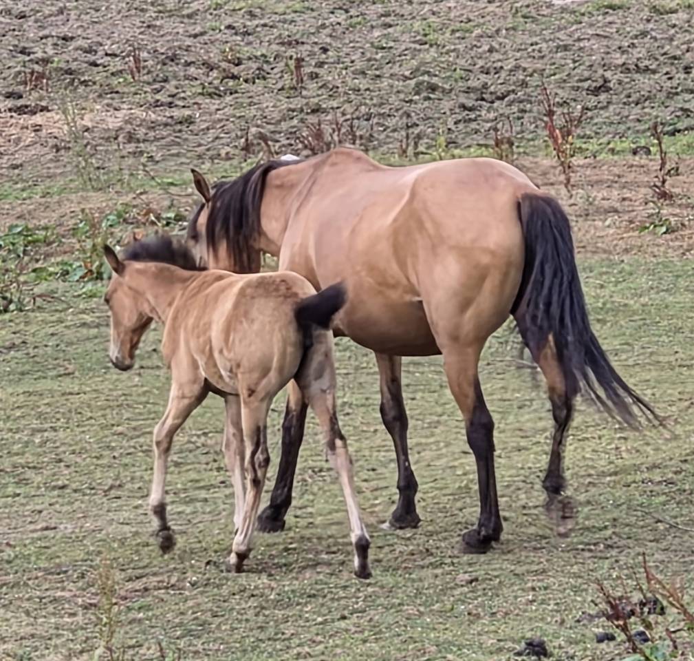 Potranca Lusitano En venta 2026 Isabelo