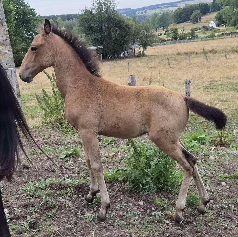 Potranca Lusitano En venta 2026 Isabelo