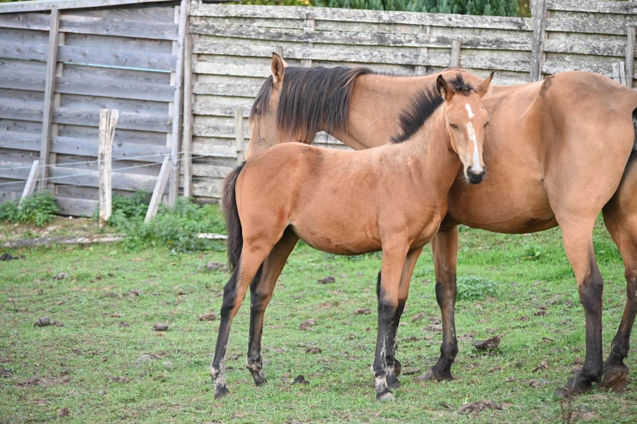 Potranca Lusitano En venta 2026 Isabelo