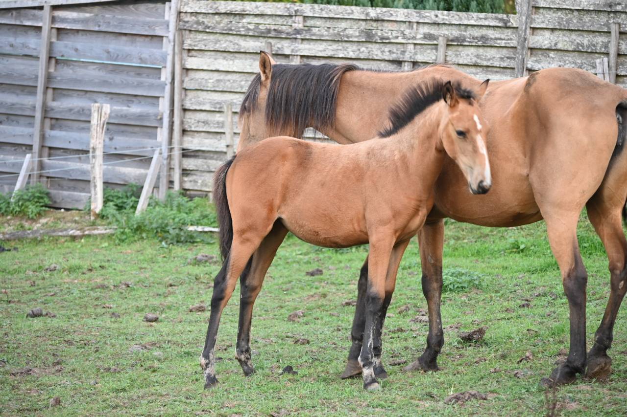 Potranca Lusitano En venta 2026 Isabelo