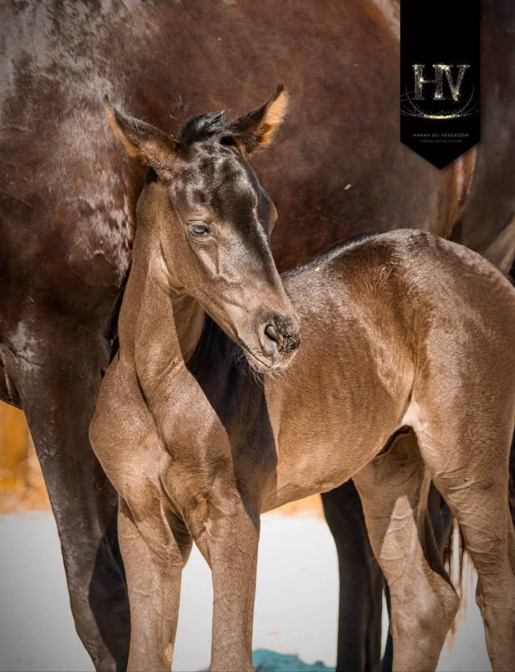 Potranca KWPN Caballo de Deporte Neerland&eacute;s En venta 2026 Negro por Perfect Silver Legend