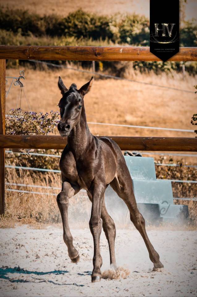 Potranca KWPN Caballo de Deporte Neerland&eacute;s En venta 2026 Negro por Perfect Silver Legend