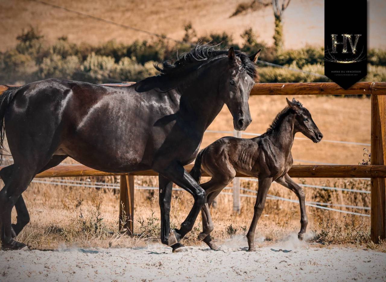 Potranca KWPN Caballo de Deporte Neerland&eacute;s En venta 2026 Negro por Perfect Silver Legend