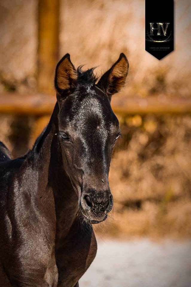 Potranca KWPN Caballo de Deporte Neerland&eacute;s En venta 2026 Negro por Perfect Silver Legend