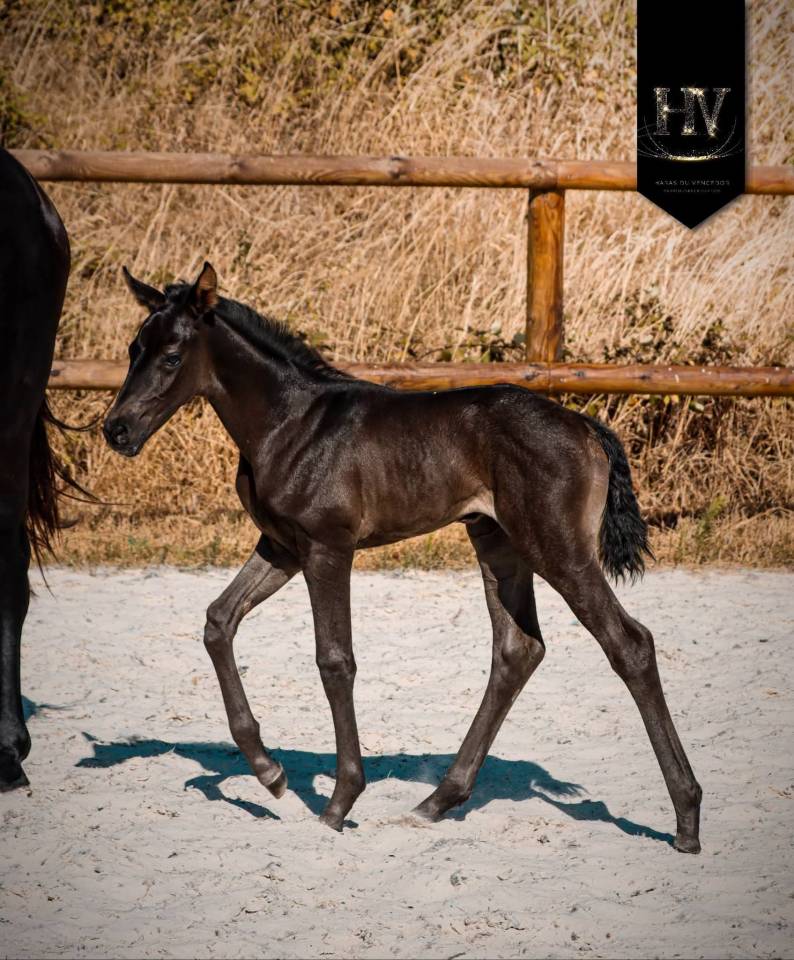 Potranca KWPN Caballo de Deporte Neerland&eacute;s En venta 2026 Negro por Perfect Silver Legend