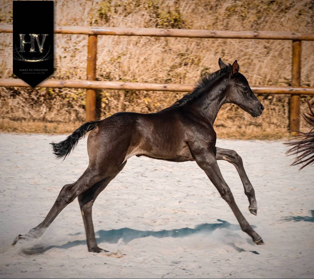 Potranca KWPN Caballo de Deporte Neerland&eacute;s En venta 2026 Negro por Perfect Silver Legend