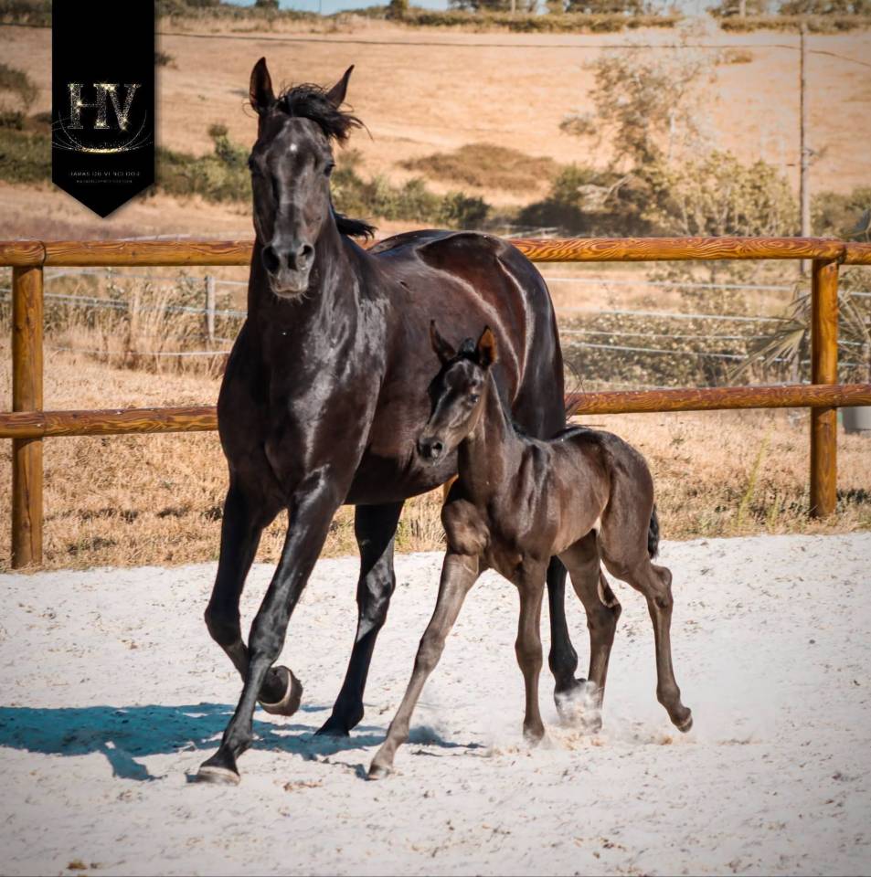 Potranca KWPN Caballo de Deporte Neerland&eacute;s En venta 2026 Negro por Perfect Silver Legend