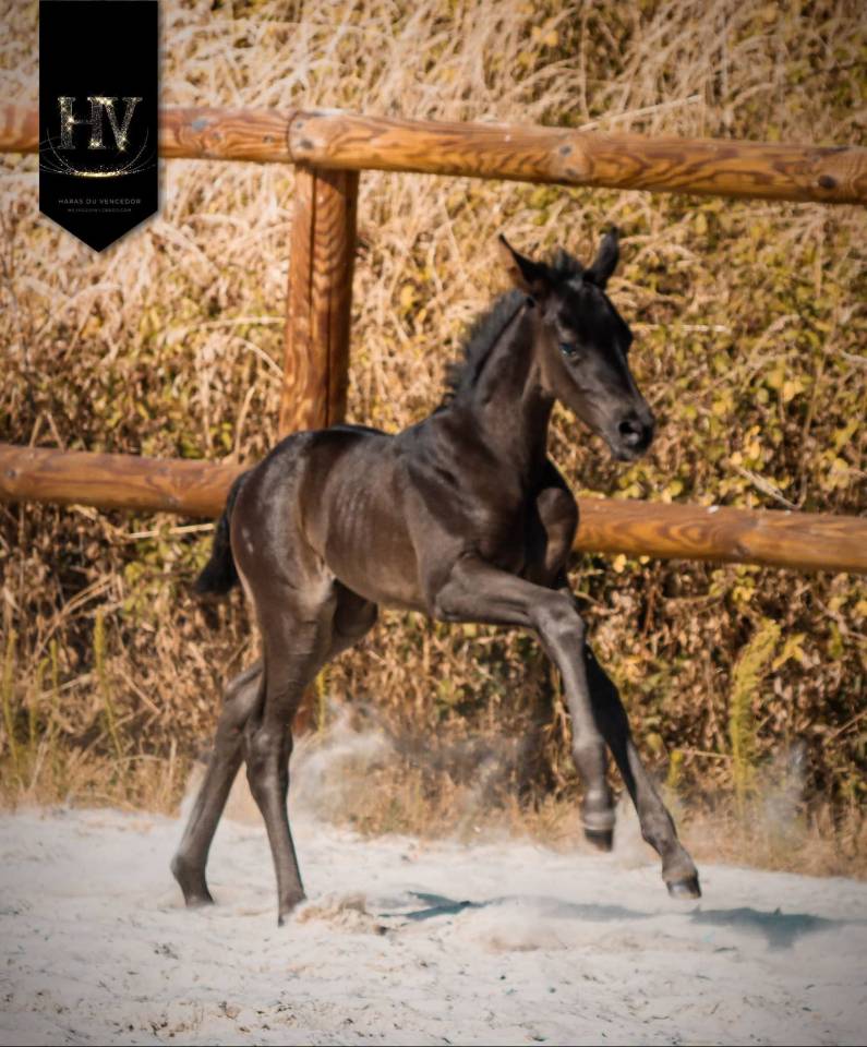 Potranca KWPN Caballo de Deporte Neerland&eacute;s En venta 2026 Negro por Perfect Silver Legend