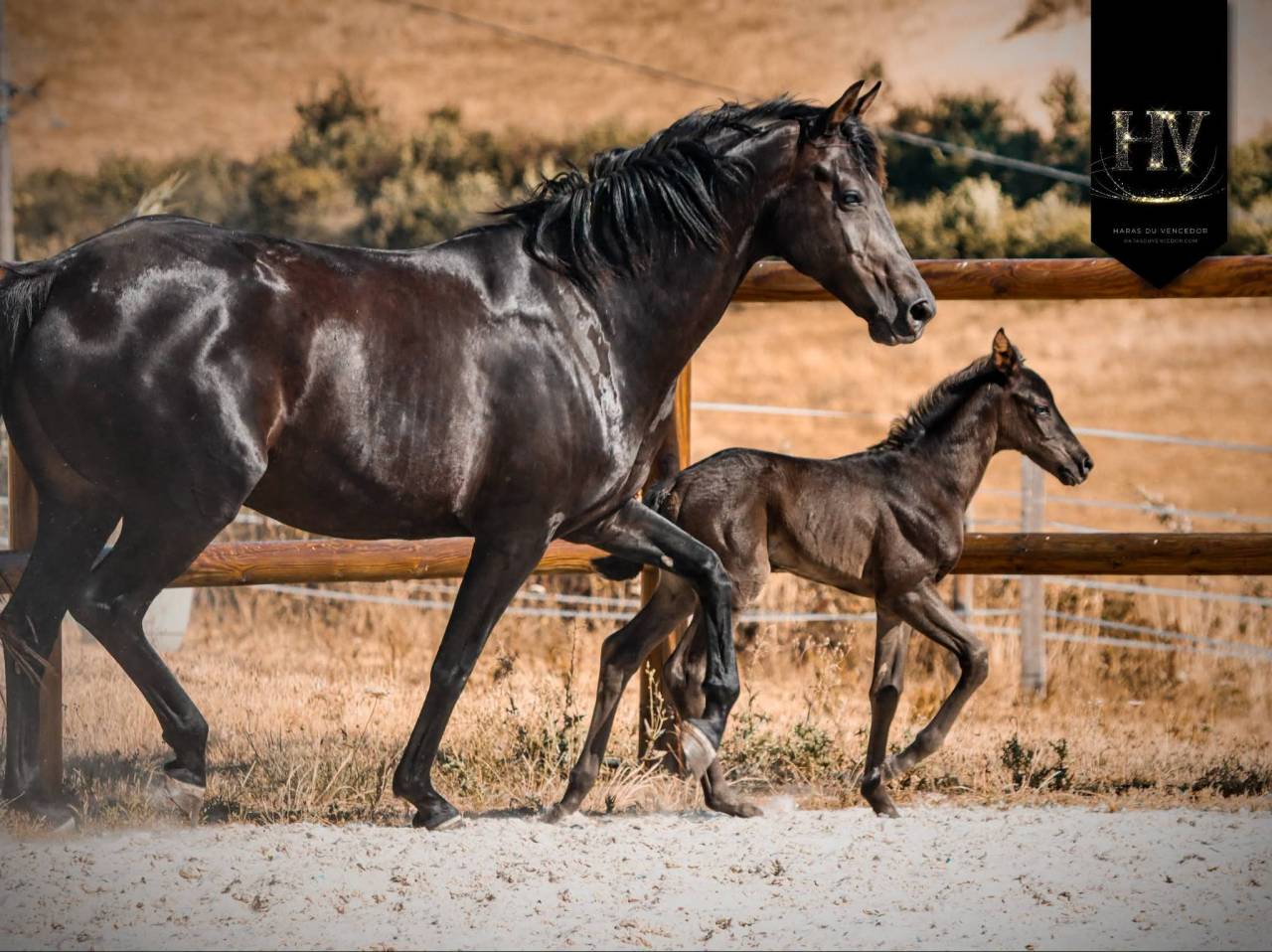 Potranca KWPN Caballo de Deporte Neerland&eacute;s En venta 2026 Negro por Perfect Silver Legend