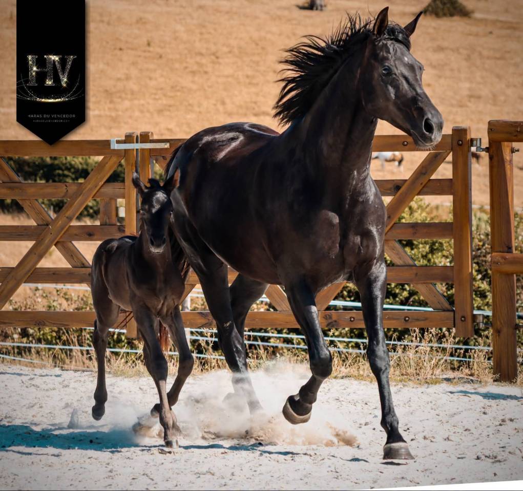 Potranca KWPN Caballo de Deporte Neerland&eacute;s En venta 2026 Negro por Perfect Silver Legend