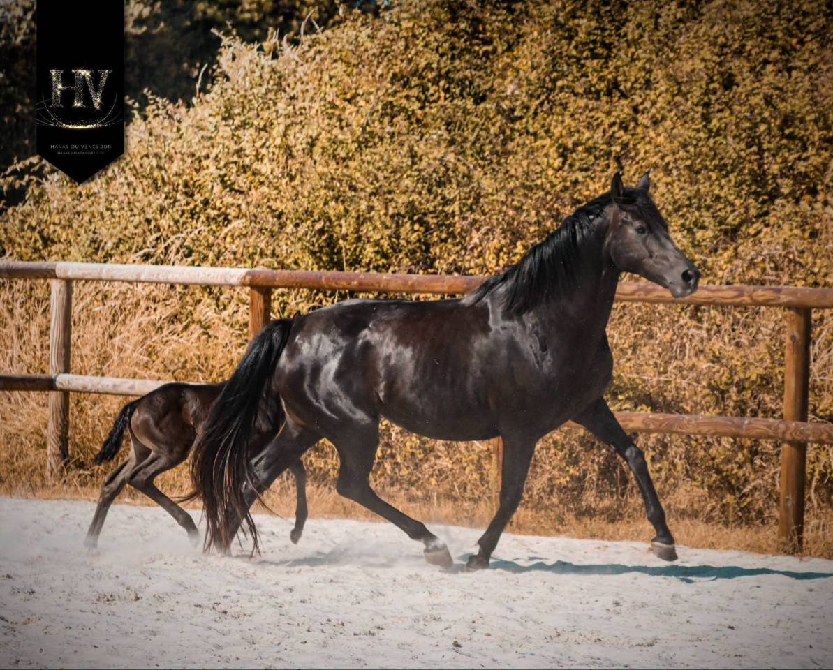 Potranca KWPN Caballo de Deporte Neerland&eacute;s En venta 2026 Negro por Perfect Silver Legend