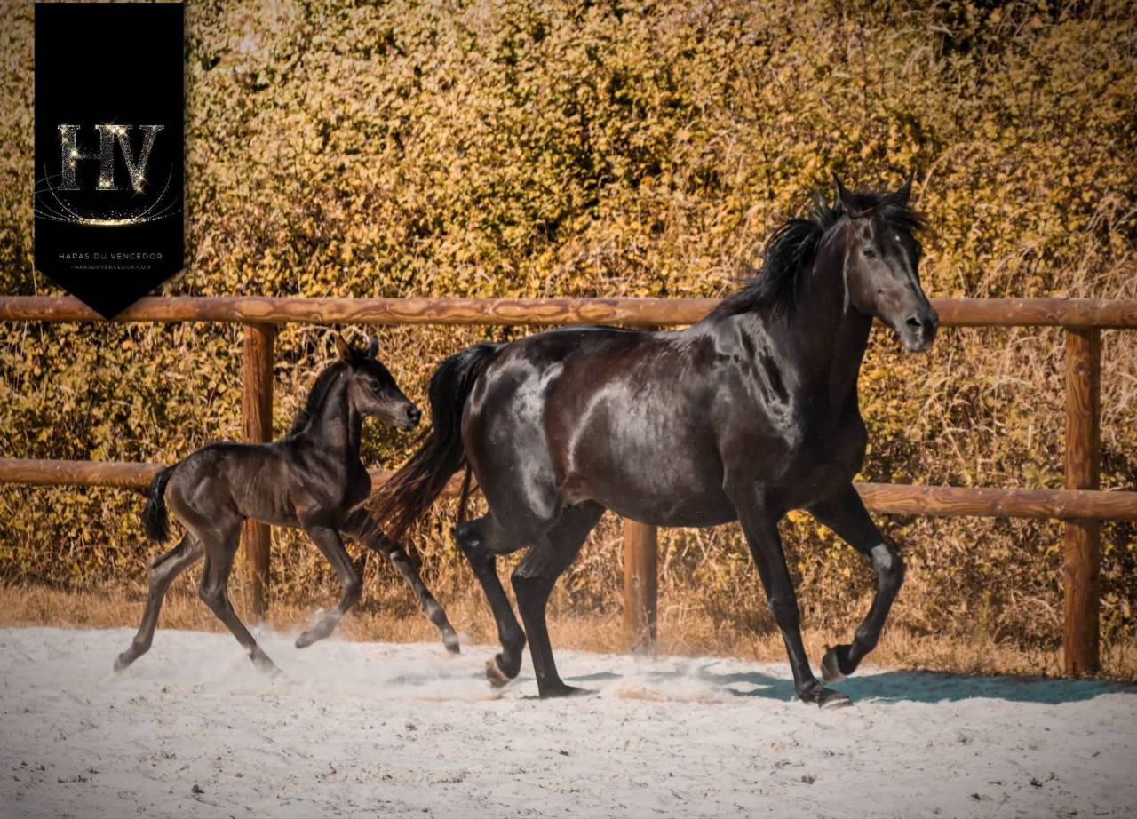 Potranca KWPN Caballo de Deporte Neerland&eacute;s En venta 2026 Negro por Perfect Silver Legend
