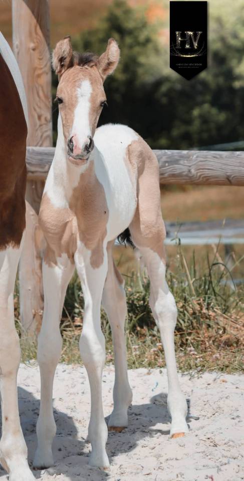 Potro KWPN Caballo de Deporte Neerland&eacute;s En venta 2026 Tobiano