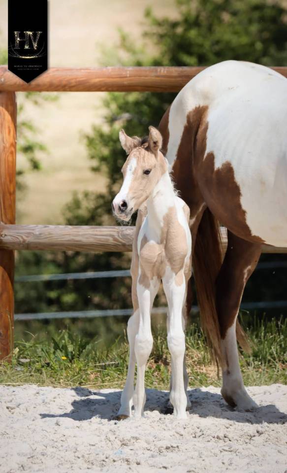Potro KWPN Caballo de Deporte Neerland&eacute;s En venta 2026 Tobiano