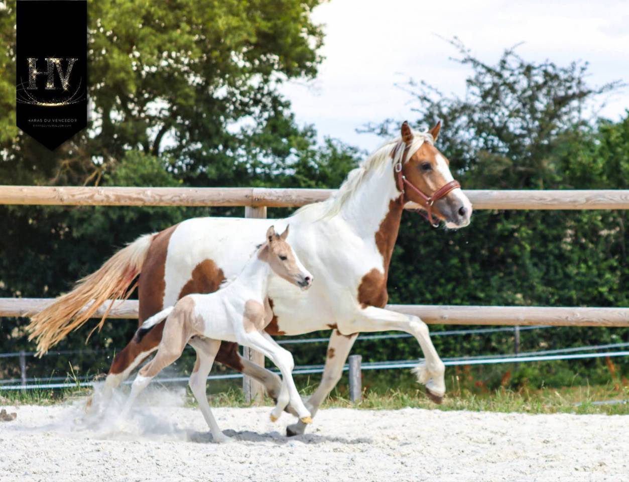 Potro KWPN Caballo de Deporte Neerland&eacute;s En venta 2026 Tobiano