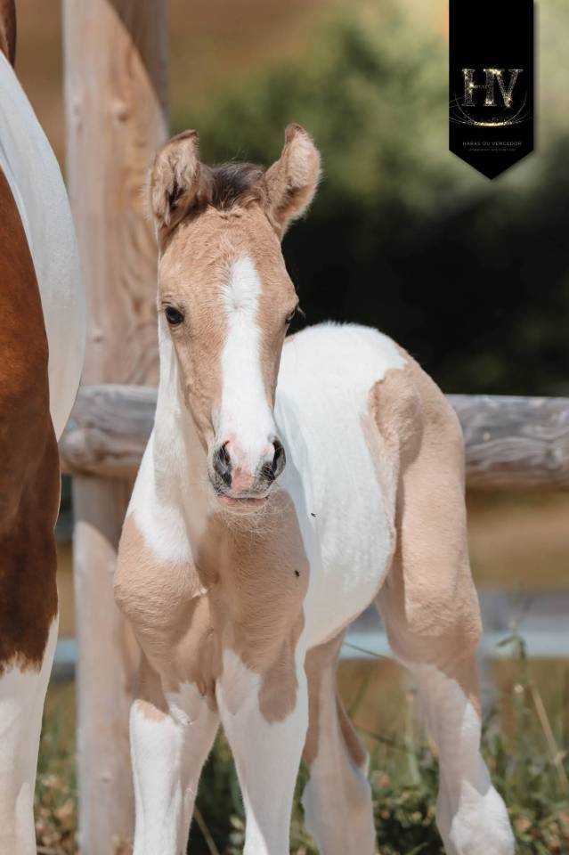 Potro KWPN Caballo de Deporte Neerland&eacute;s En venta 2026 Tobiano