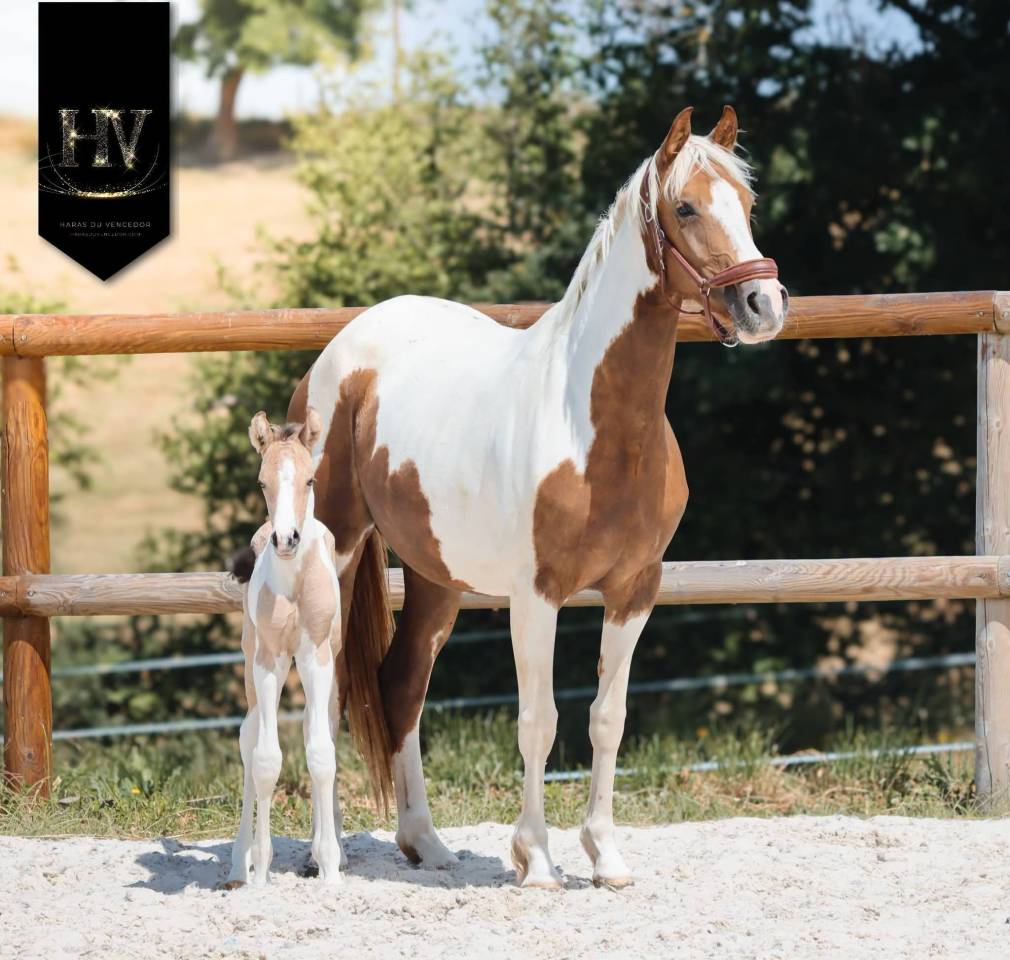 Potro KWPN Caballo de Deporte Neerland&eacute;s En venta 2026 Tobiano