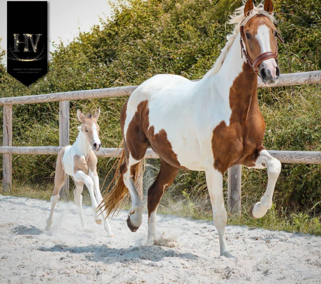 Potro KWPN Caballo de Deporte Neerland&eacute;s En venta 2026 Tobiano