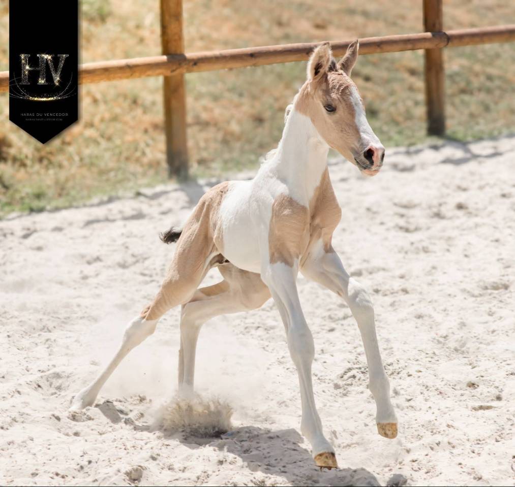 Potro KWPN Caballo de Deporte Neerland&eacute;s En venta 2026 Tobiano