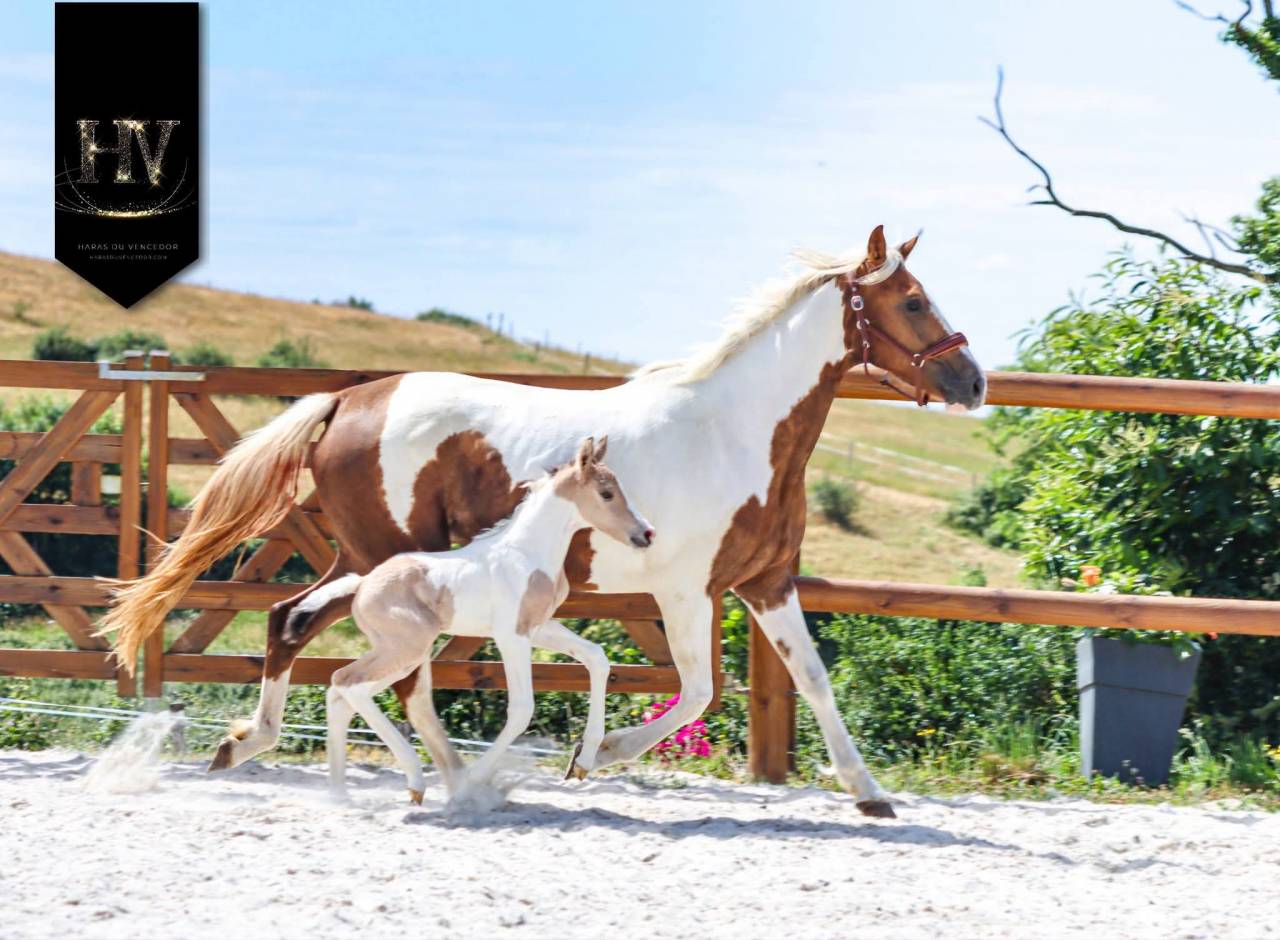 Potro KWPN Caballo de Deporte Neerland&eacute;s En venta 2026 Tobiano