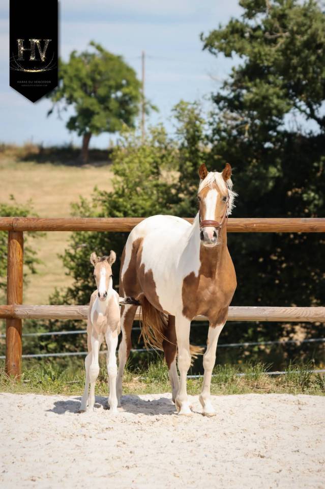 Potro KWPN Caballo de Deporte Neerland&eacute;s En venta 2026 Tobiano