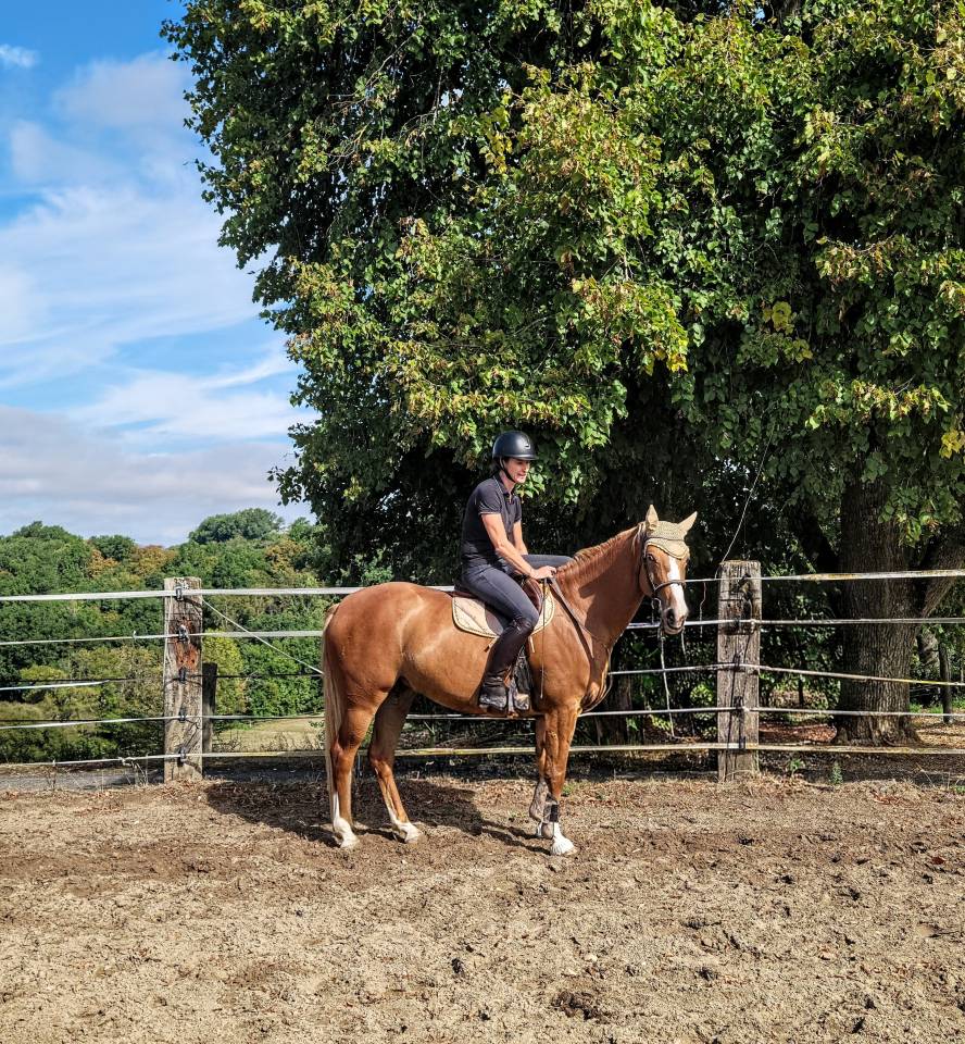 Yegua Silla Franc&eacute;s En venta 2022 Pelo de vaca por Luigi d'Amaury