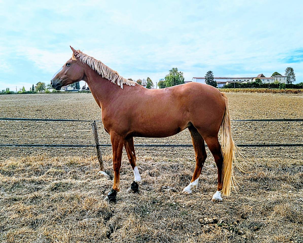 Yegua Silla Franc&eacute;s En venta 2022 Pelo de vaca por Luigi d'Amaury