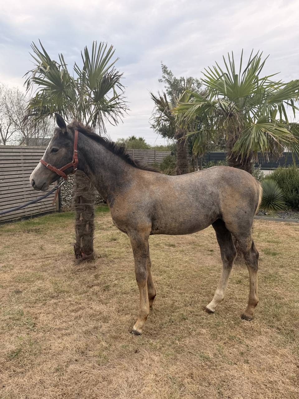 Potro Silla Franc&eacute;s En venta 2026 Tordo por Shiva d Amaury