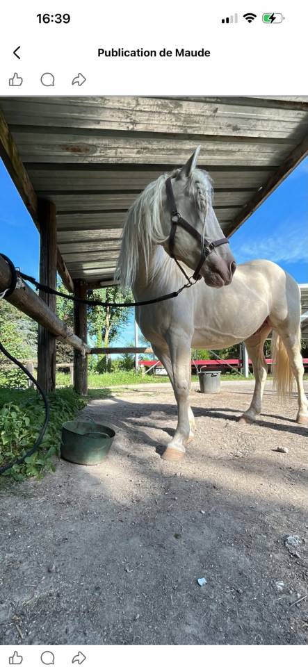 Caballo castrado Espa&ntilde;ol Normando Media-Pensi&oacute;n 2019 Crema