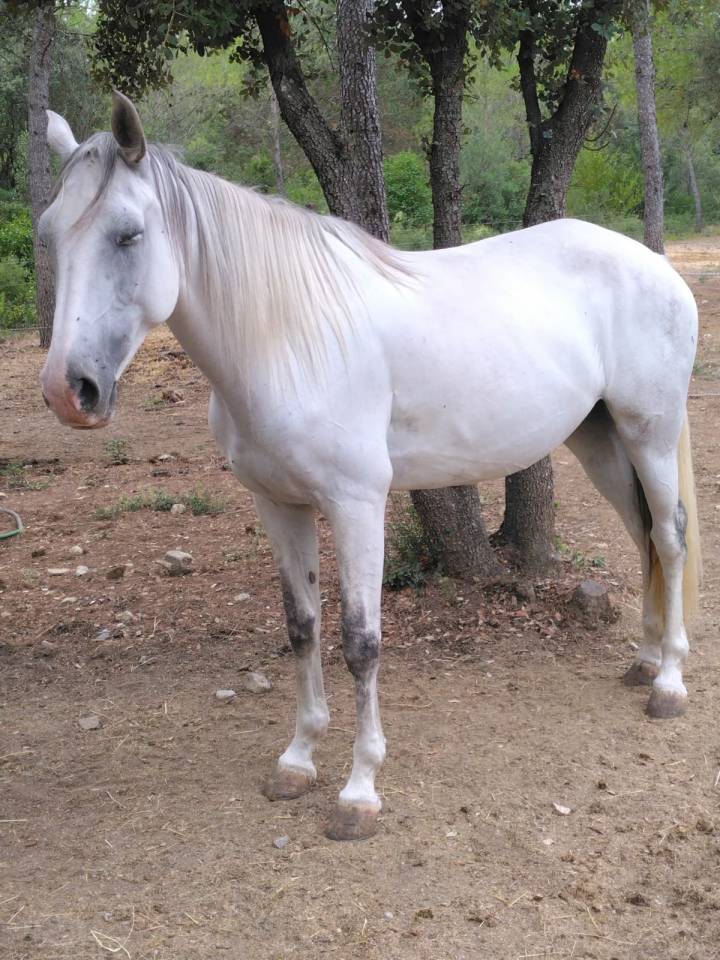 Yegua Lusitano En venta 2020 Blanco