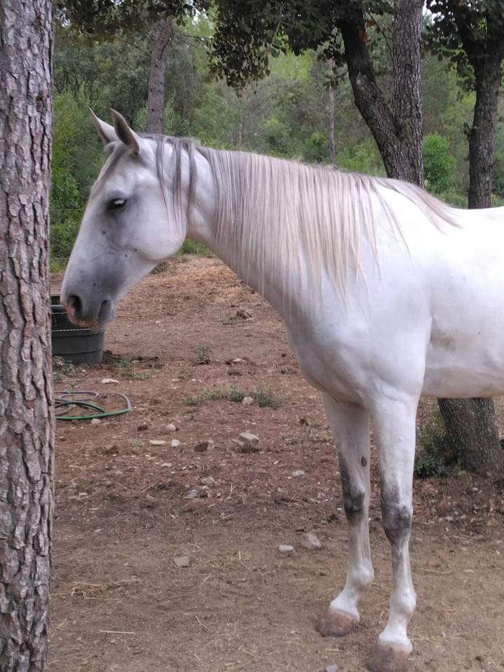 Yegua Lusitano En venta 2020 Blanco