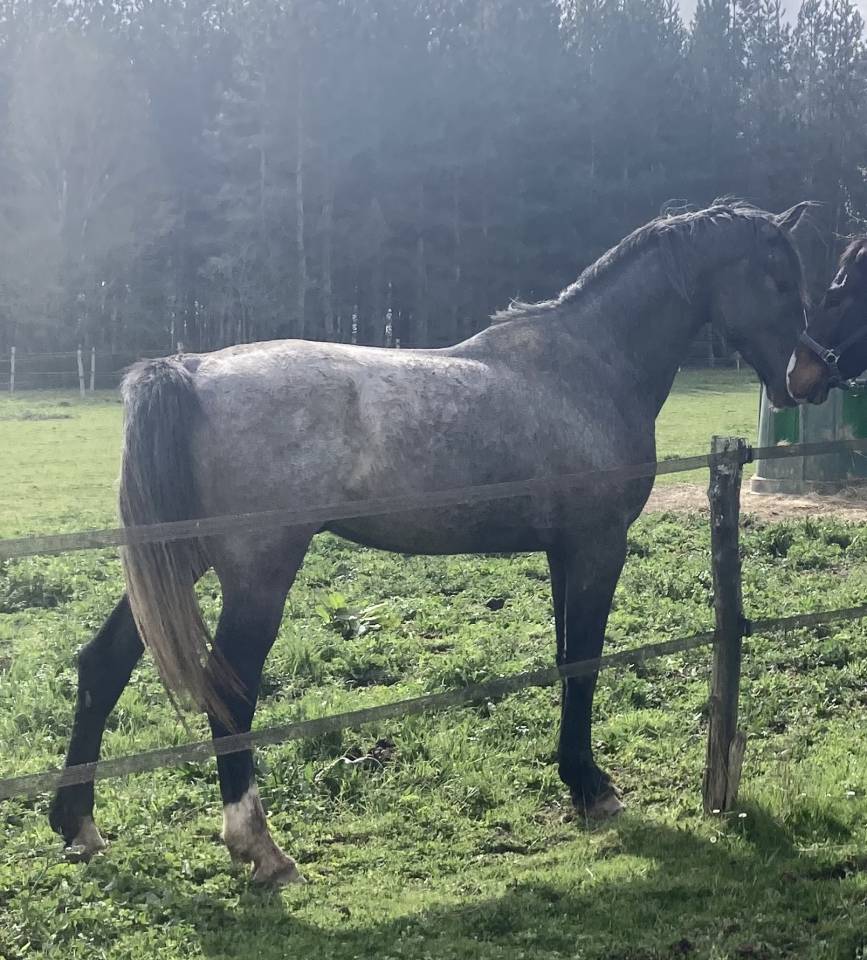 Semental Silla Franc&eacute;s En venta 2023 Tordo por Cristallo l
