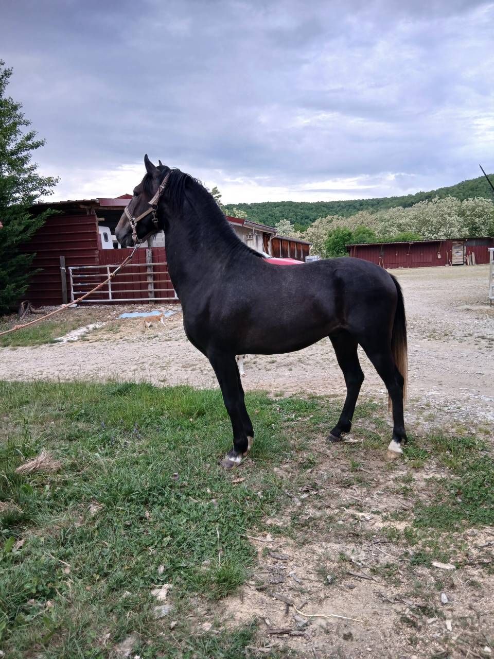 Potro Barbe En venta 2023 Tordo por P JAOUAD, BA