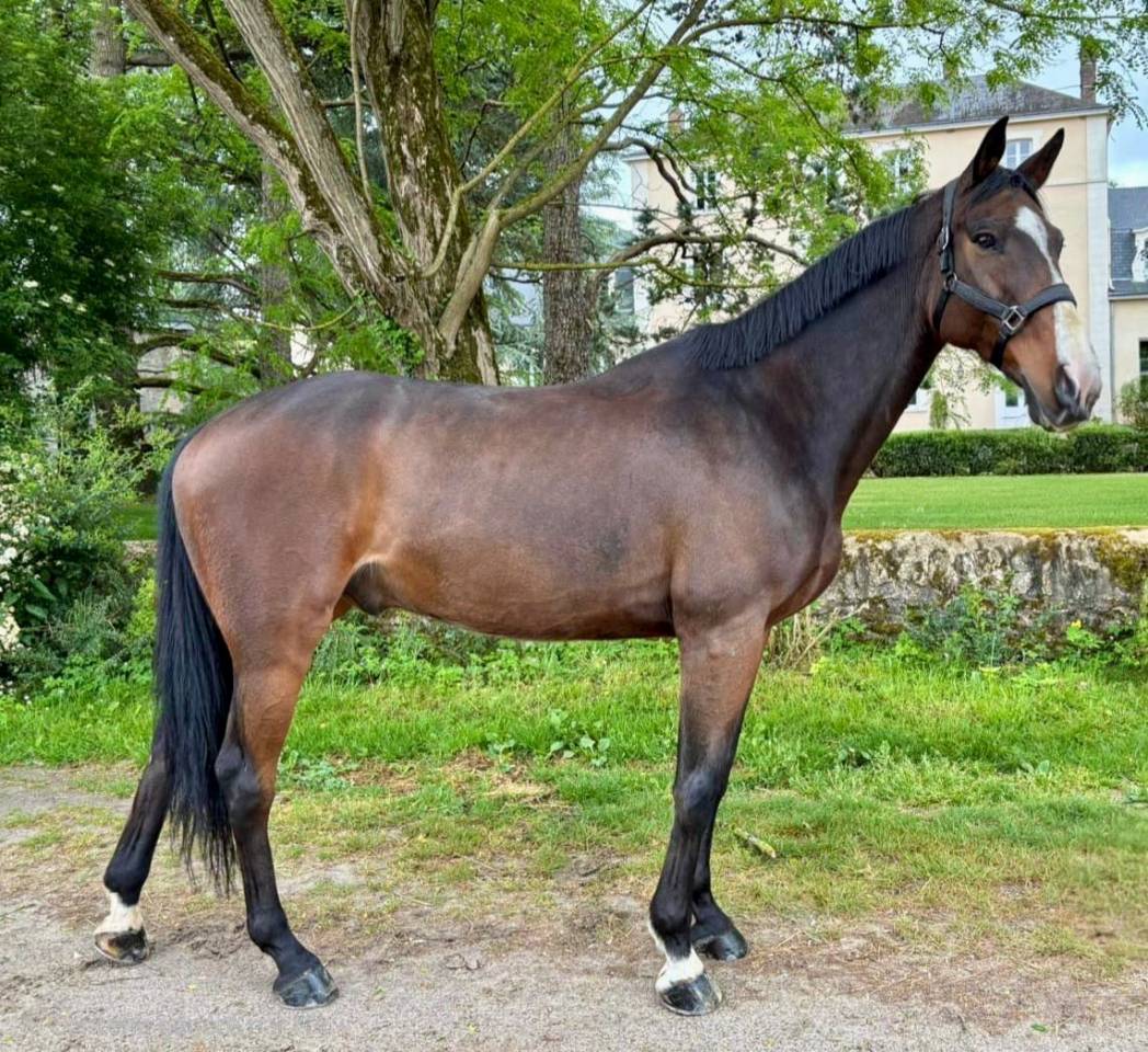Caballo castrado Silla Franc&eacute;s En venta 2016 Bayo moreno por Labrador de Brekka