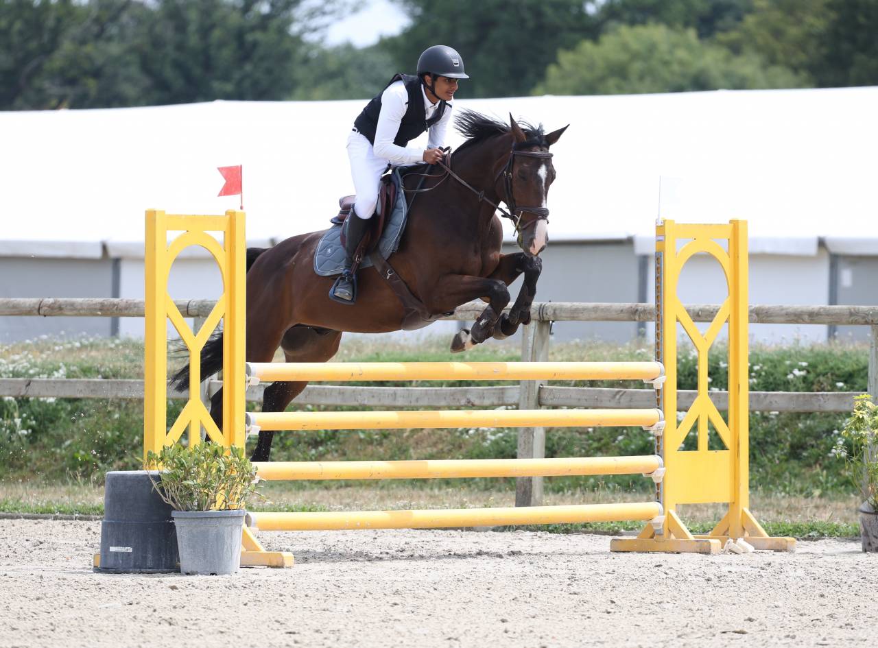 Caballo castrado Silla Franc&eacute;s En venta 2016 Bayo moreno por Labrador de Brekka