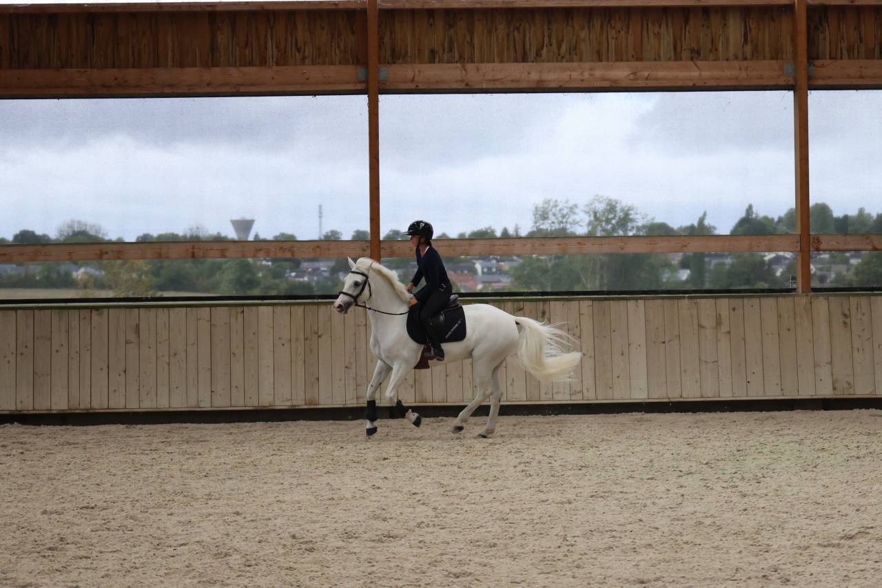 Caballo castrado Connemara En venta 2017 Blanco por Glencarrig Knight