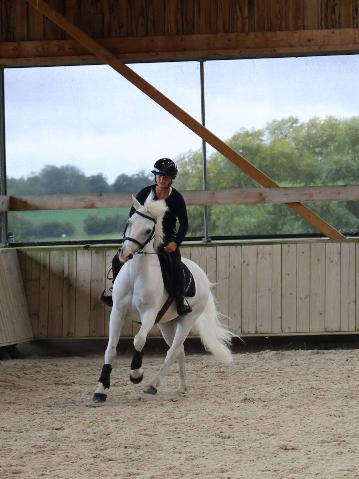 Caballo castrado Connemara En venta 2017 Blanco por Glencarrig Knight