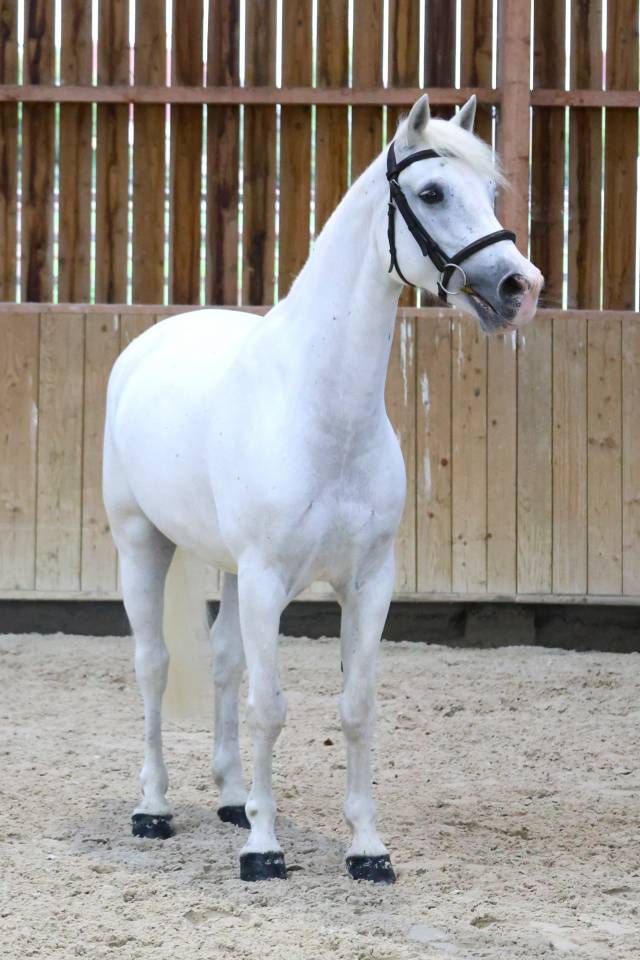 Caballo castrado Connemara En venta 2017 Blanco por Glencarrig Knight