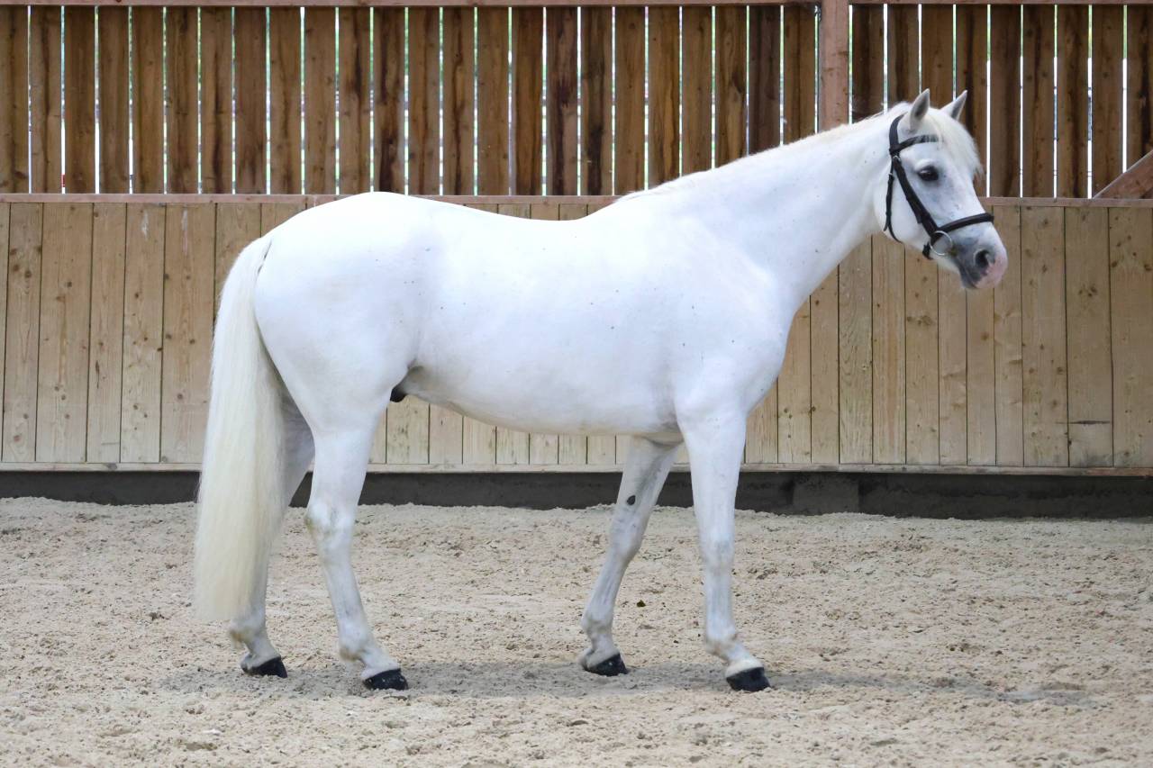 Caballo castrado Connemara En venta 2017 Blanco por Glencarrig Knight