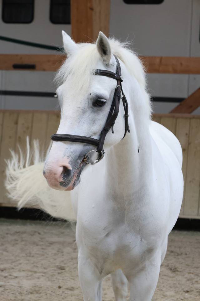 Caballo castrado Connemara En venta 2017 Blanco por Glencarrig Knight