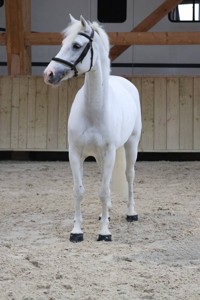 Caballo castrado Connemara En venta 2017 Blanco por Glencarrig Knight