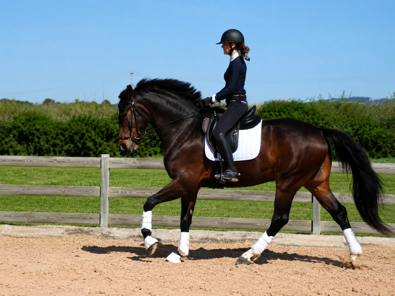 Caballo castrado CDE Caballo Deporte Espanol En venta 2022 Bayo moreno