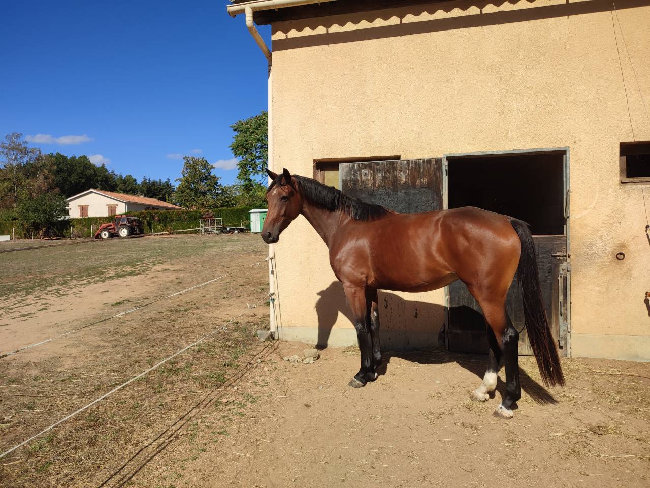 Yegua Silla Franc&eacute;s En venta 2023 Bayo por Conte Bellini