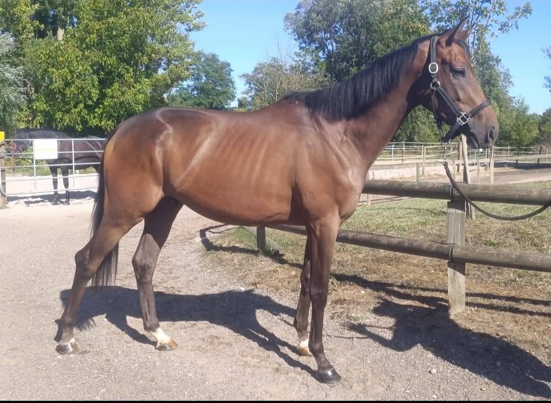 Caballo castrado Pura Sangre En venta 2023 Bayo