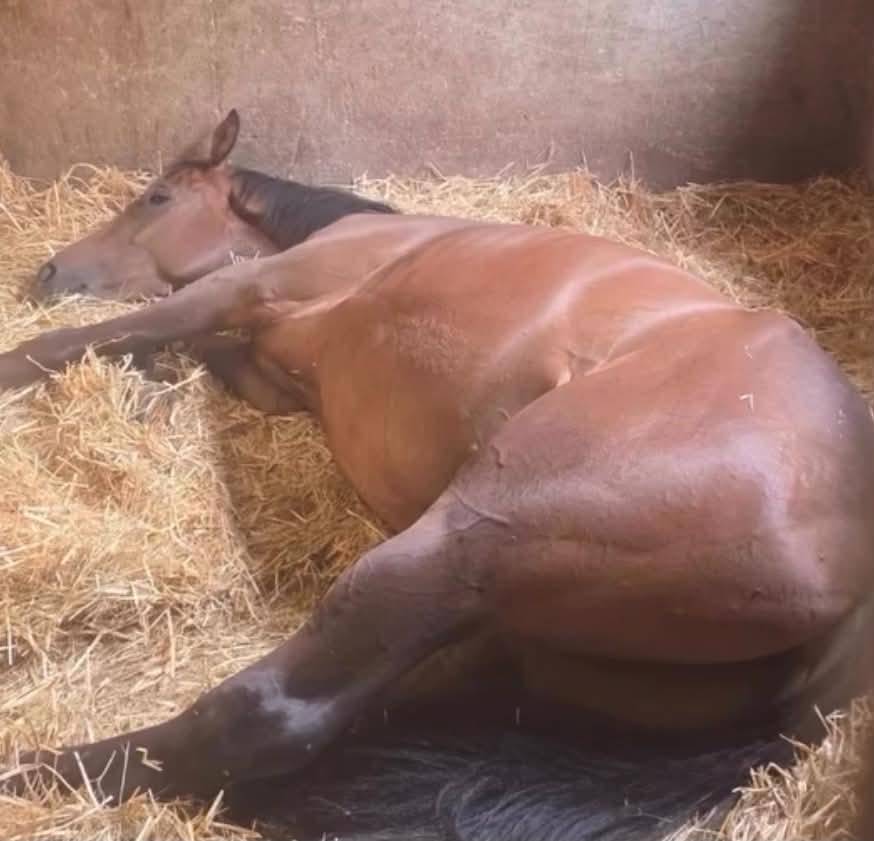 Caballo castrado Pura Sangre En venta 2023 Bayo