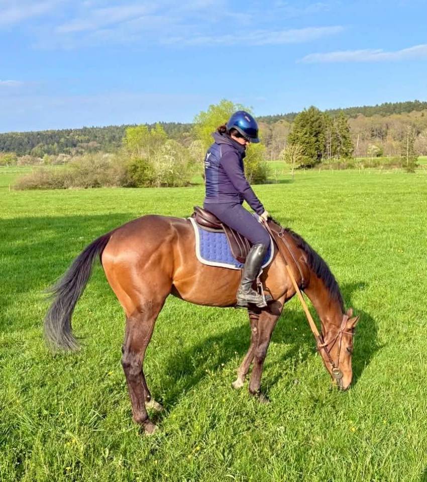 Caballo castrado Pura Sangre En venta 2023 Bayo